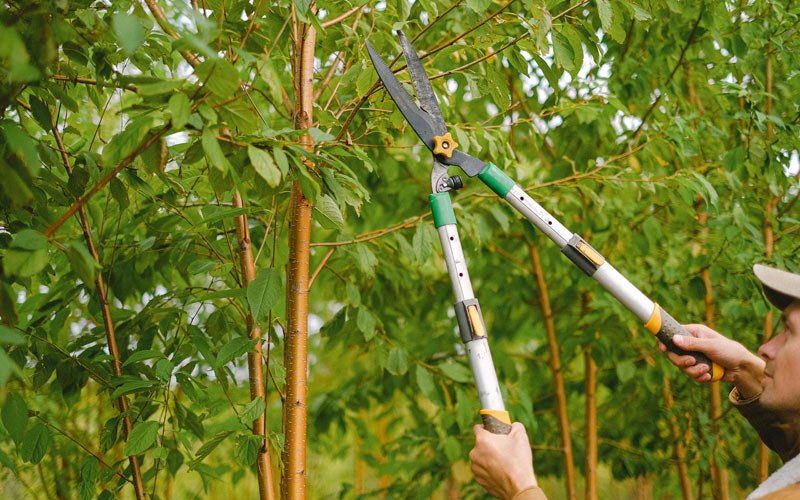Tree trimming in Atlantic Beach, NY